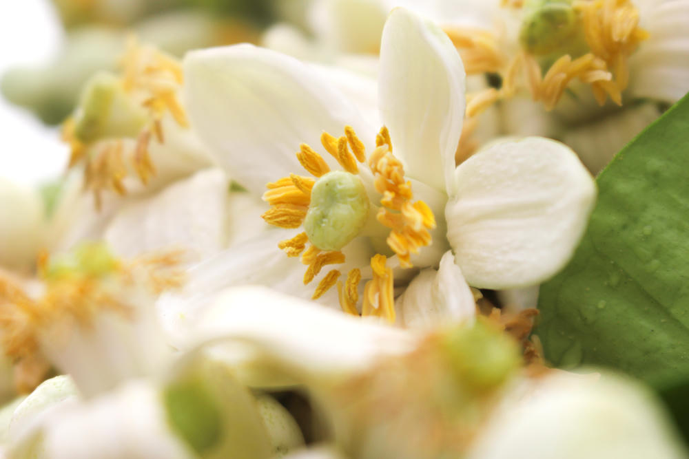 Nao lòng những gánh hoa bưởi mang hồn quê ra Hà Nội